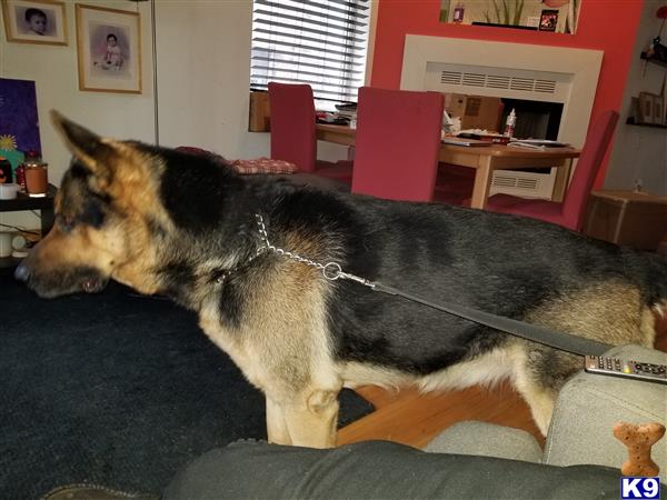 maxjag Picture 3